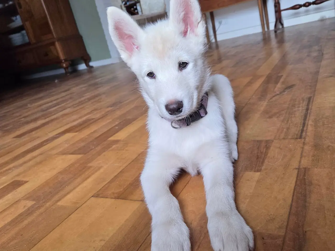 Billede 10 - Siberian husky og samojede tæve sælges