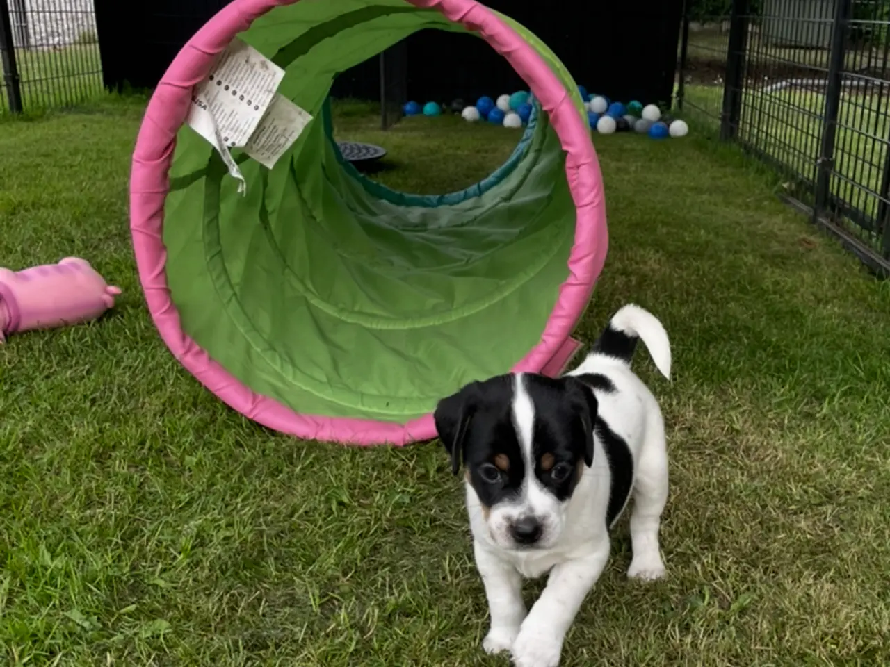 Billede 4 - Dansk svensk gårdhund hvalpe