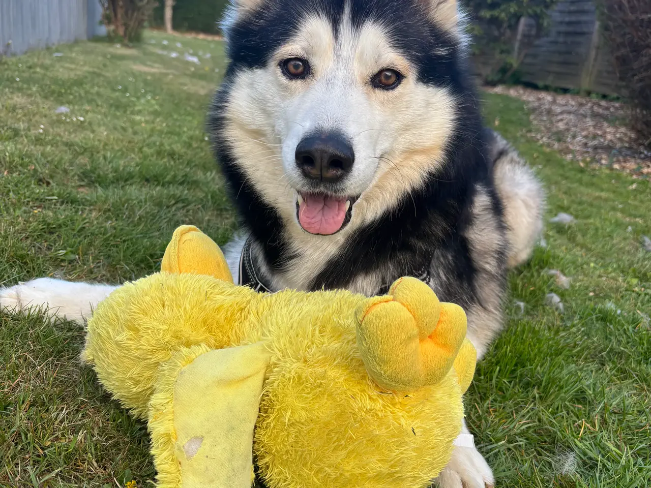 Billede 1 - Hund – Pablo – 6-årig Siberian Husky søger sit sid