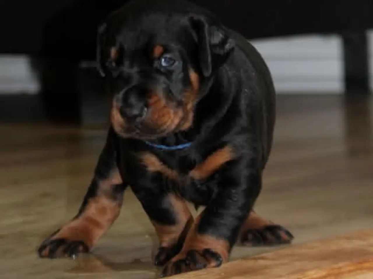 Billede 5 - Dobermann hvalpe top kvalitet 