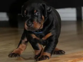 Dobermann hvalpe top kvalitet - 5