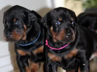 Dobermann hvalpe top kvalitet - 2