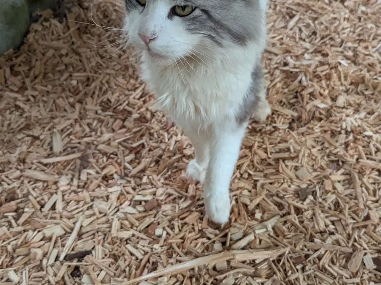 Billede 9 - En voksen Maine coon han