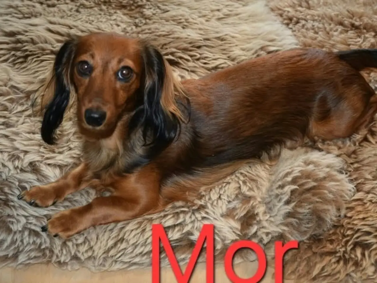 Billede 10 - Miniature langhårede gravhundehvalpe