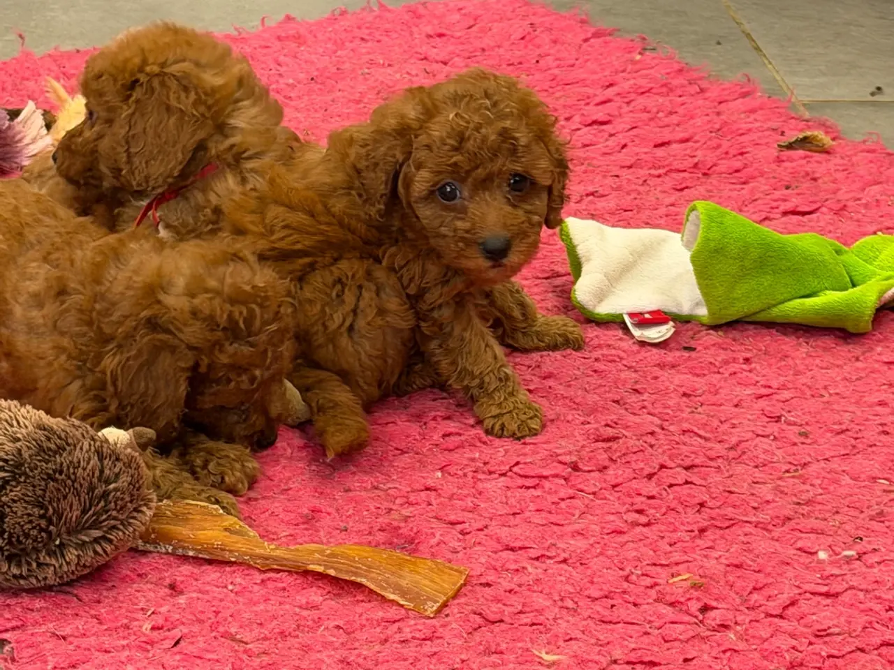 Billede 3 - 🐶☀️ Skønne Cavapoo-hvalpe søger deres kommende fa