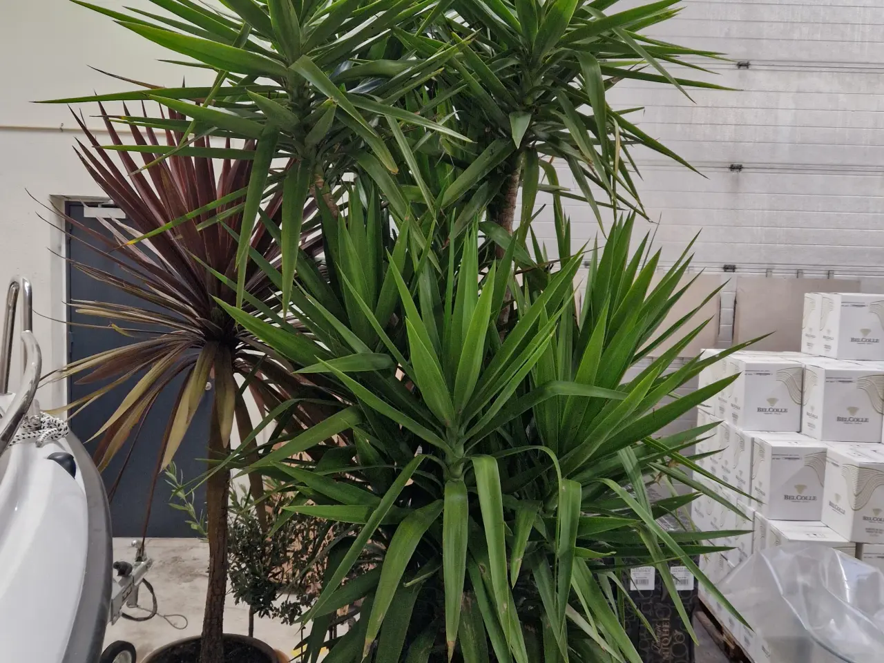 Billede 3 - Yucca palme, 3 meter høj