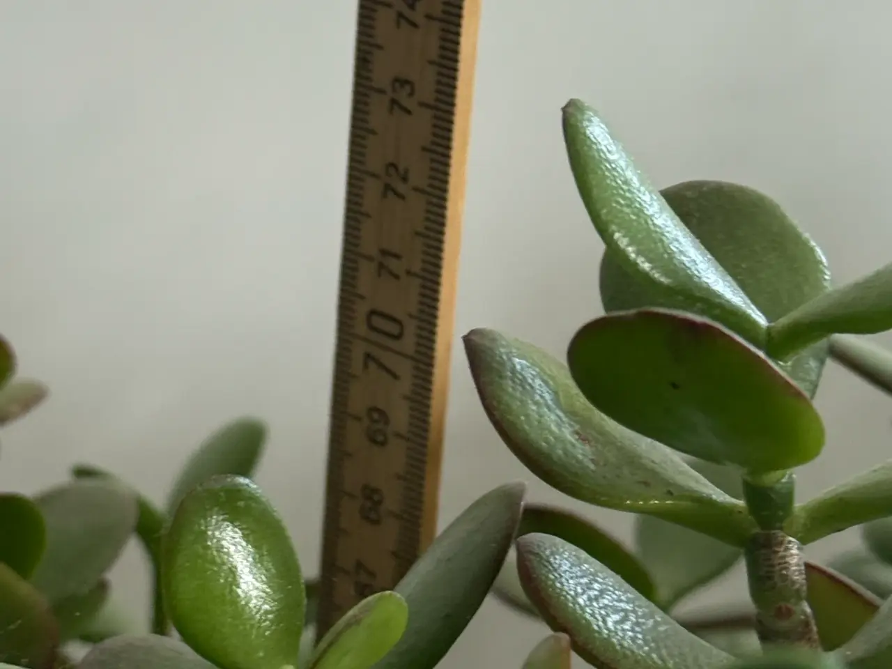 Billede 12 - Store paradis/pengeplanter i hvide krukker.