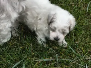 Blandings hvalp bomulds hund maltipoo