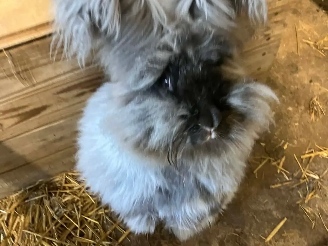 Billede 13 - Angora kanin unger
