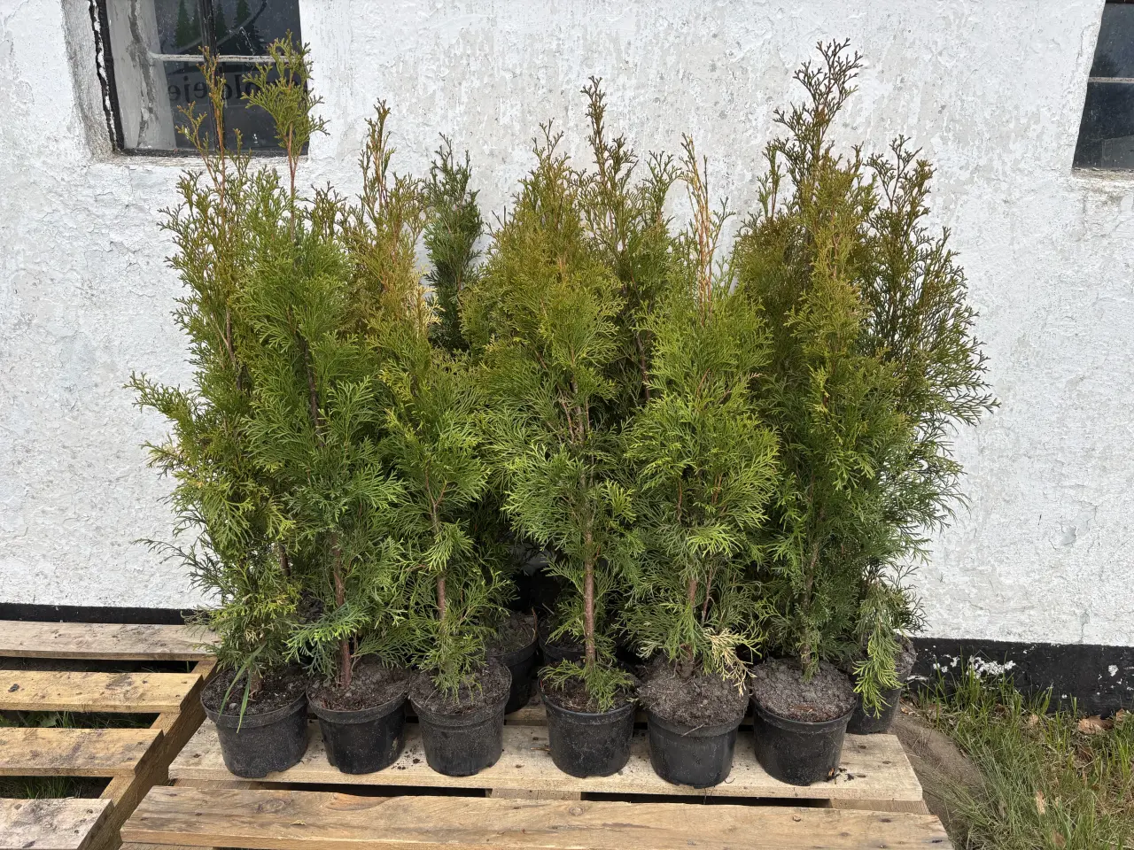 Billede 2 - thuja plante hæk (Smaragd)