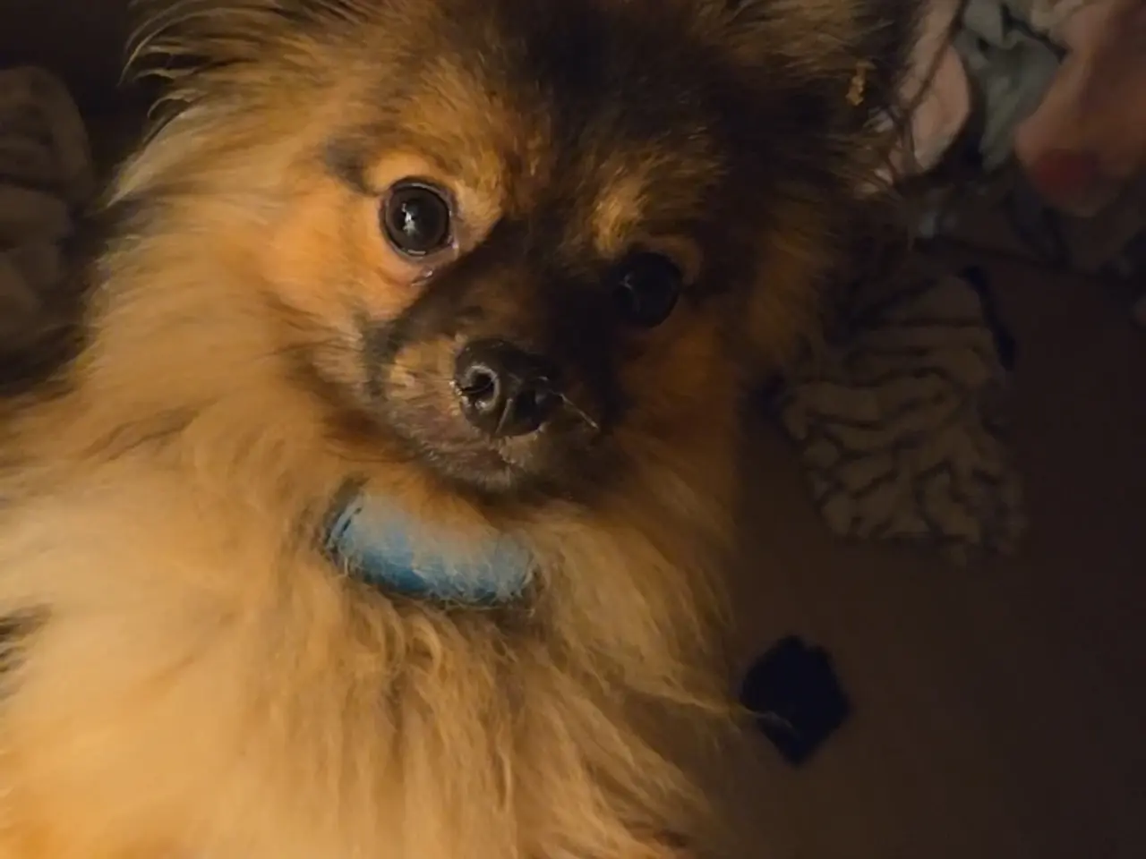 Billede 2 - Pomeranien hvalpe