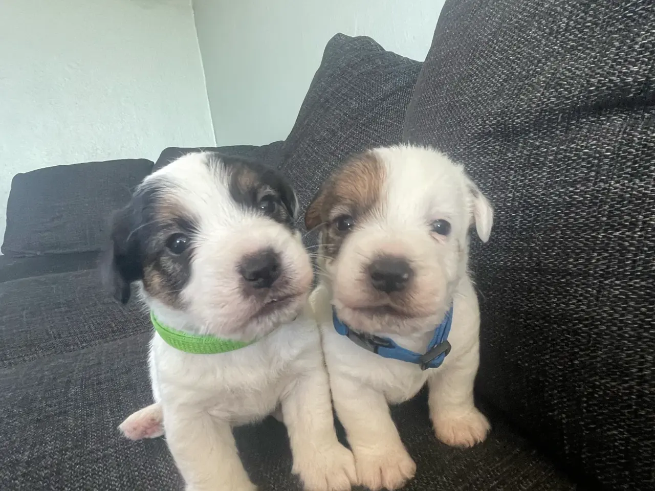 Billede 2 - Fineste DKK Jack Russel hvalpe