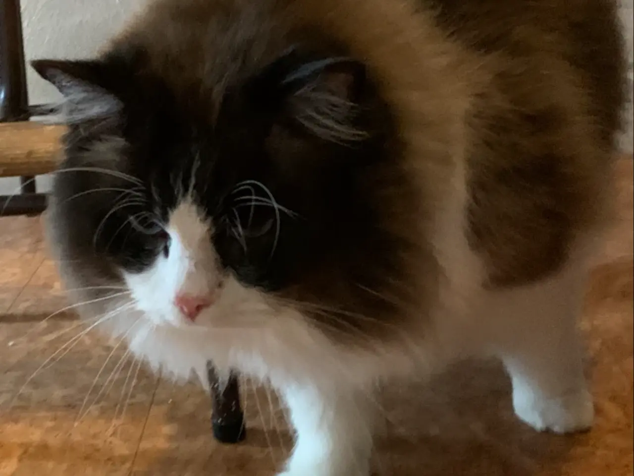 Billede 10 - Ragdoll - Ragdoll,Skovkat