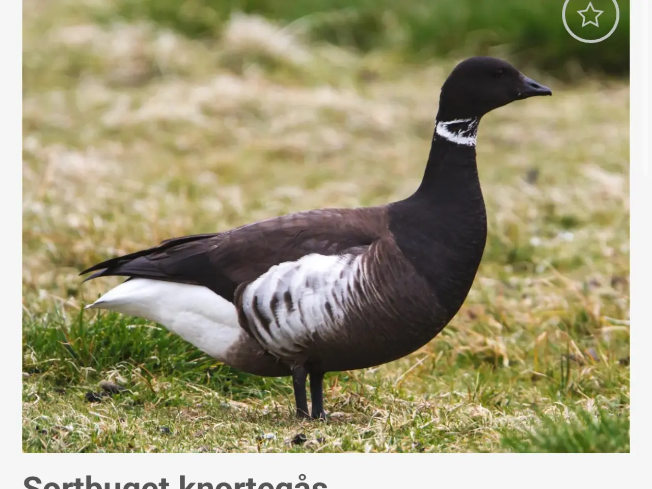 Billede 1 - Knortegase