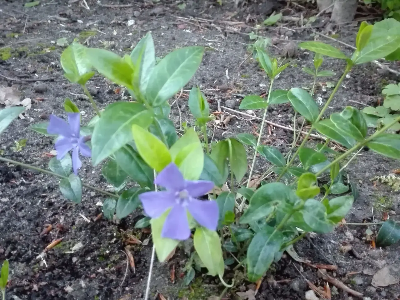 Billede 2 - Vinca Minor / Vintergrøn bunddække