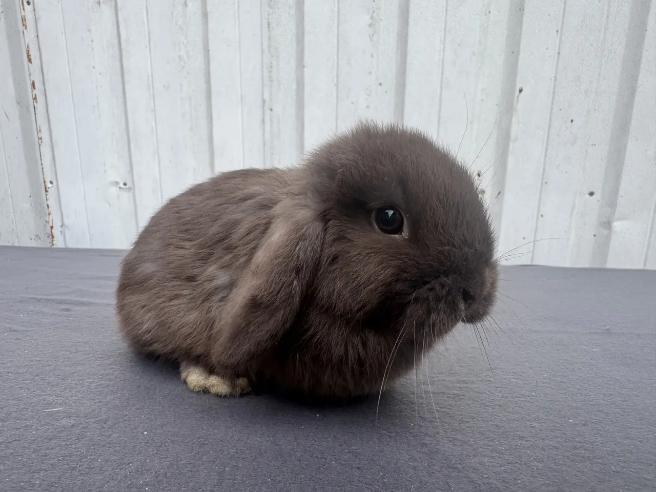 Billede 4 - Mini lop hunkanin salgsklar