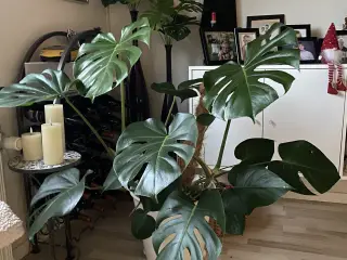 Monstera 