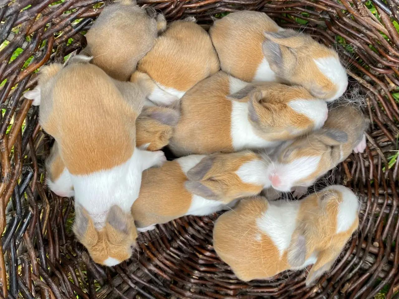 Billede 7 - HOLLÆNDER HAN MADAGASCAR 