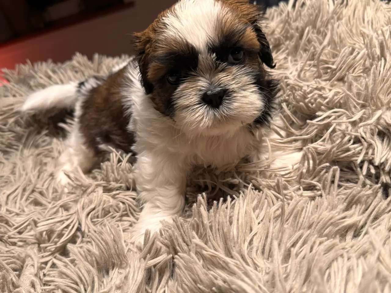 Billede 7 - Shih tzu hvalpe