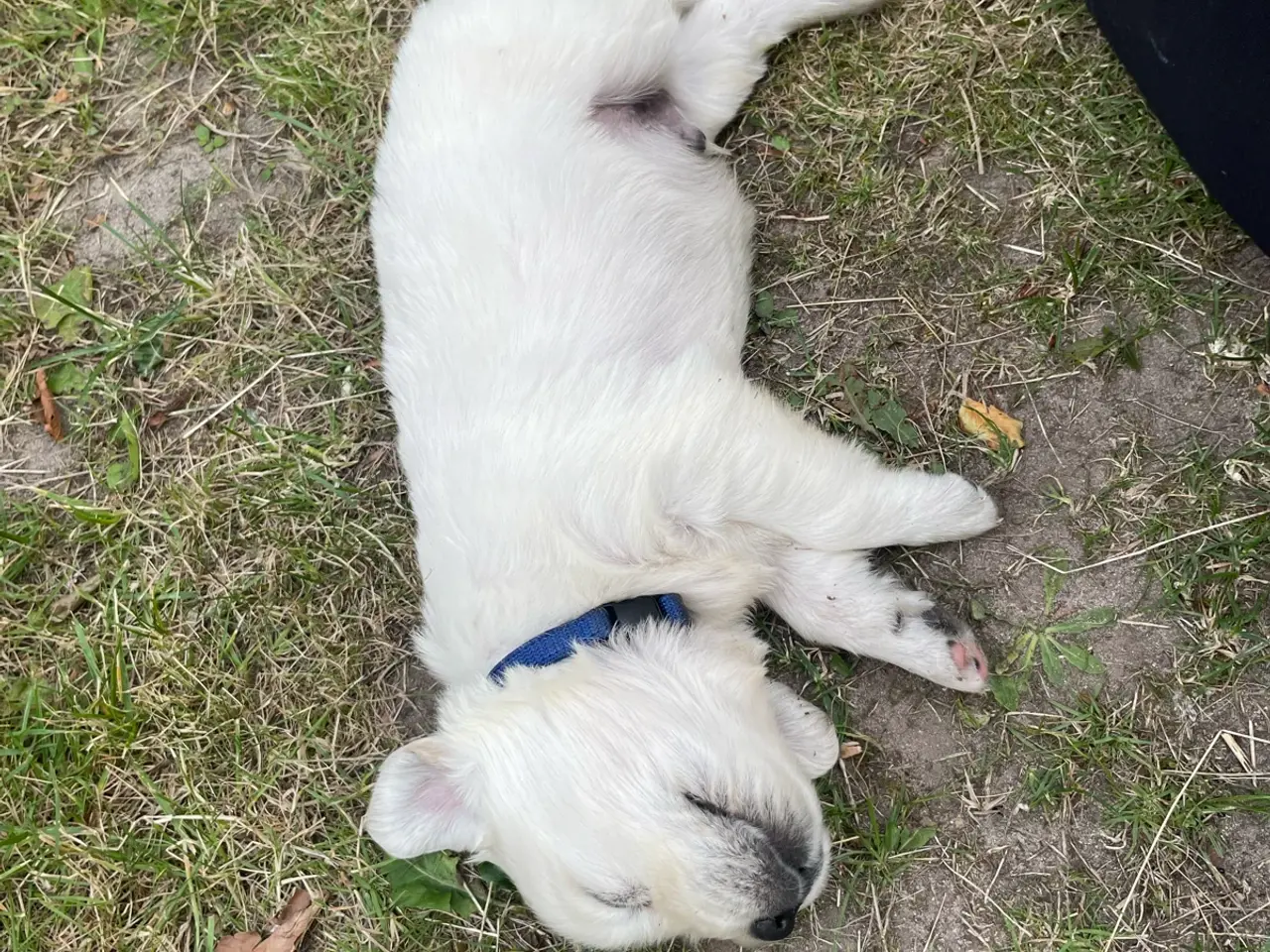 Billede 6 - Golden Retreiver hvalpe