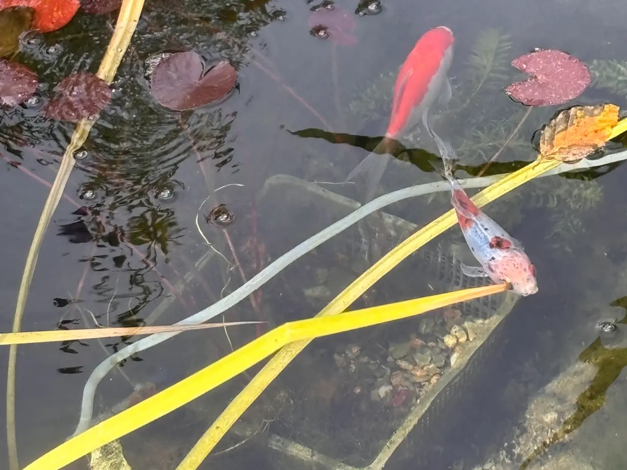 Billede 5 - Flotte guldfisk