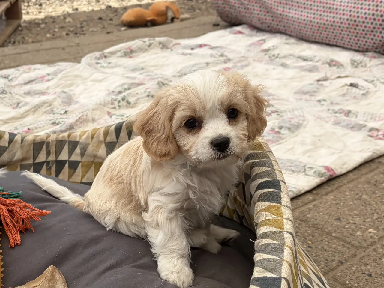 Billede 11 - De små dejligste Cavachon babyer nu!