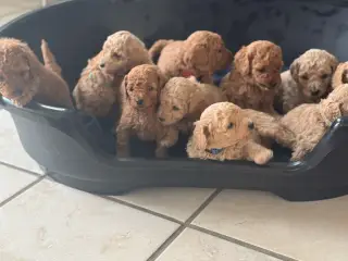 Minni/mellem  Goldendoodle 