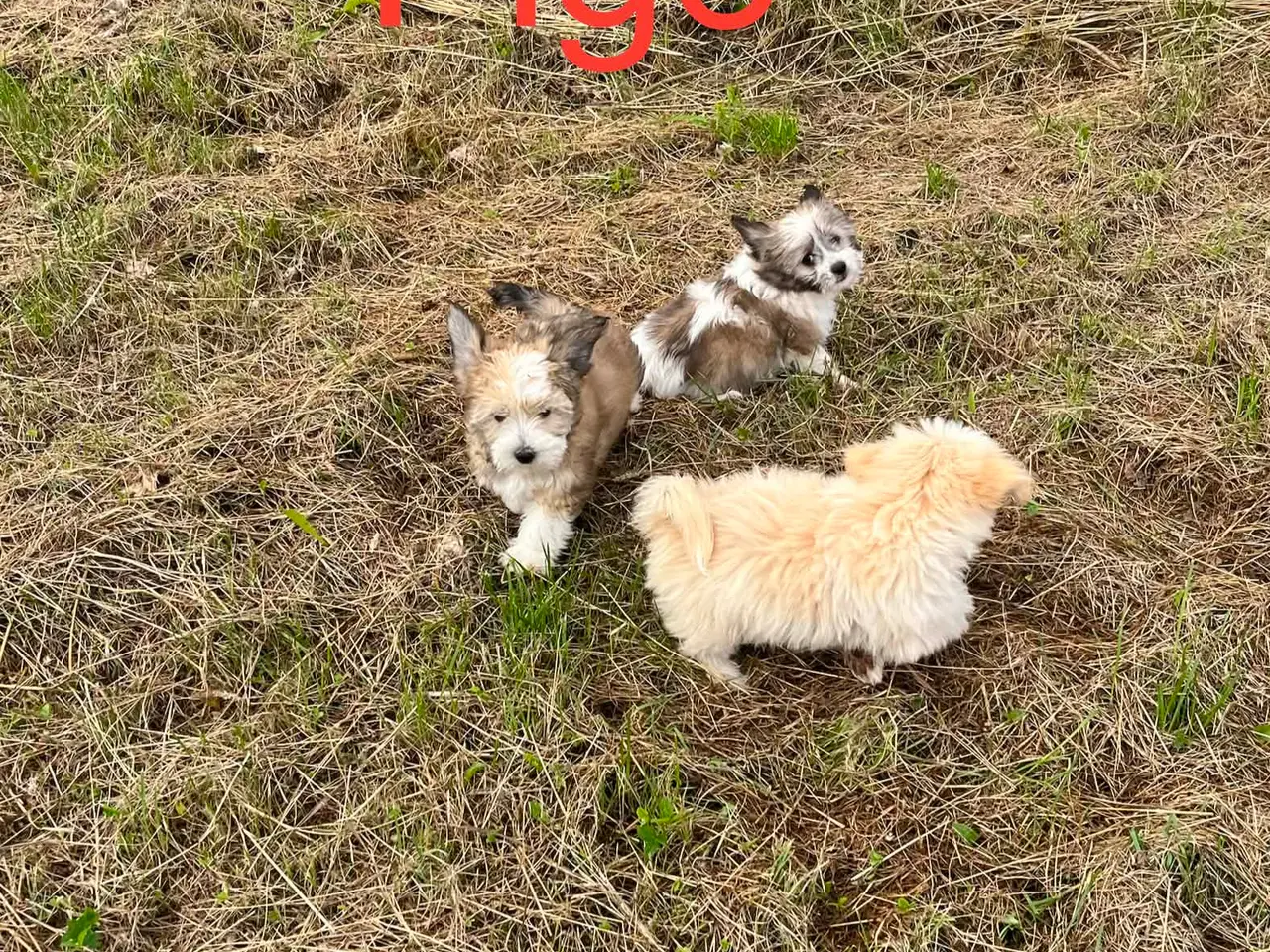 Billede 8 - Bichon Havanais hvalpe