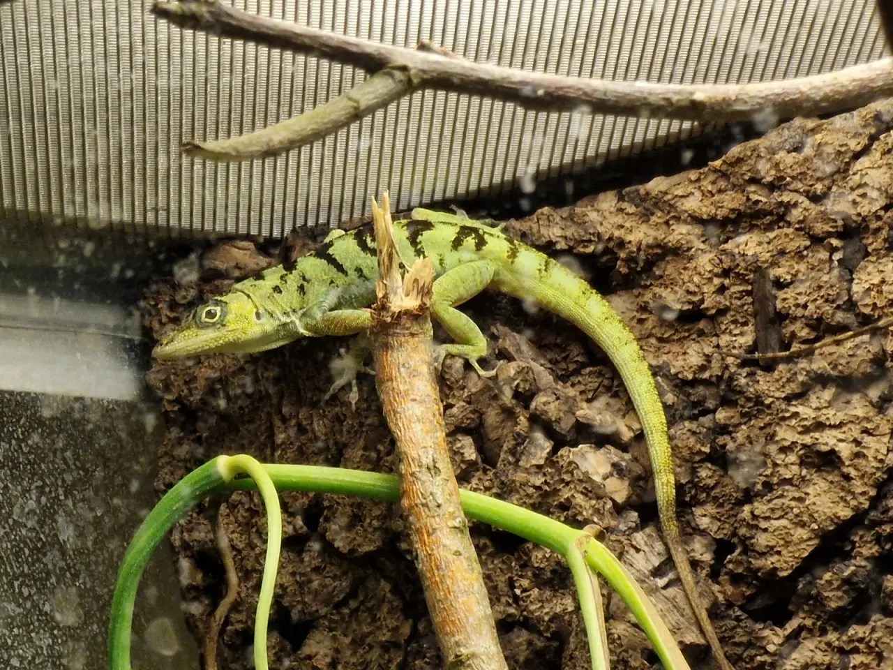 Billede 2 - Anolis roquet salinei 1,1