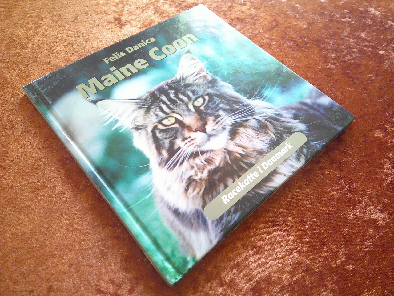 Billede 1 - Maine Coon, Felis Danica