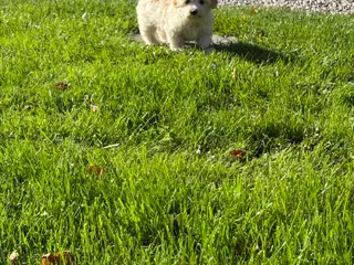Bichon Havanese