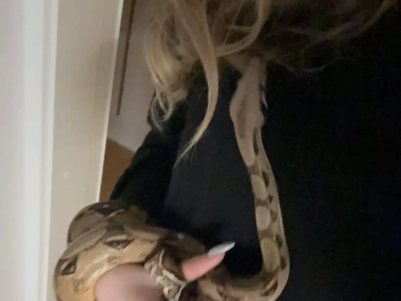 Billede 1 - Boa constrictor+terrarie