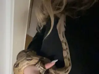 Boa constrictor+terrarie 