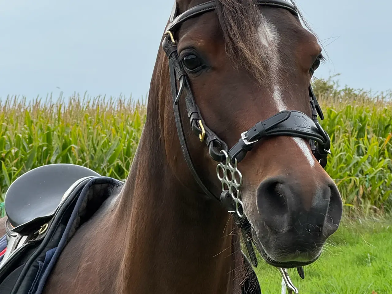 Billede 5 - 6-årig araberhoppe