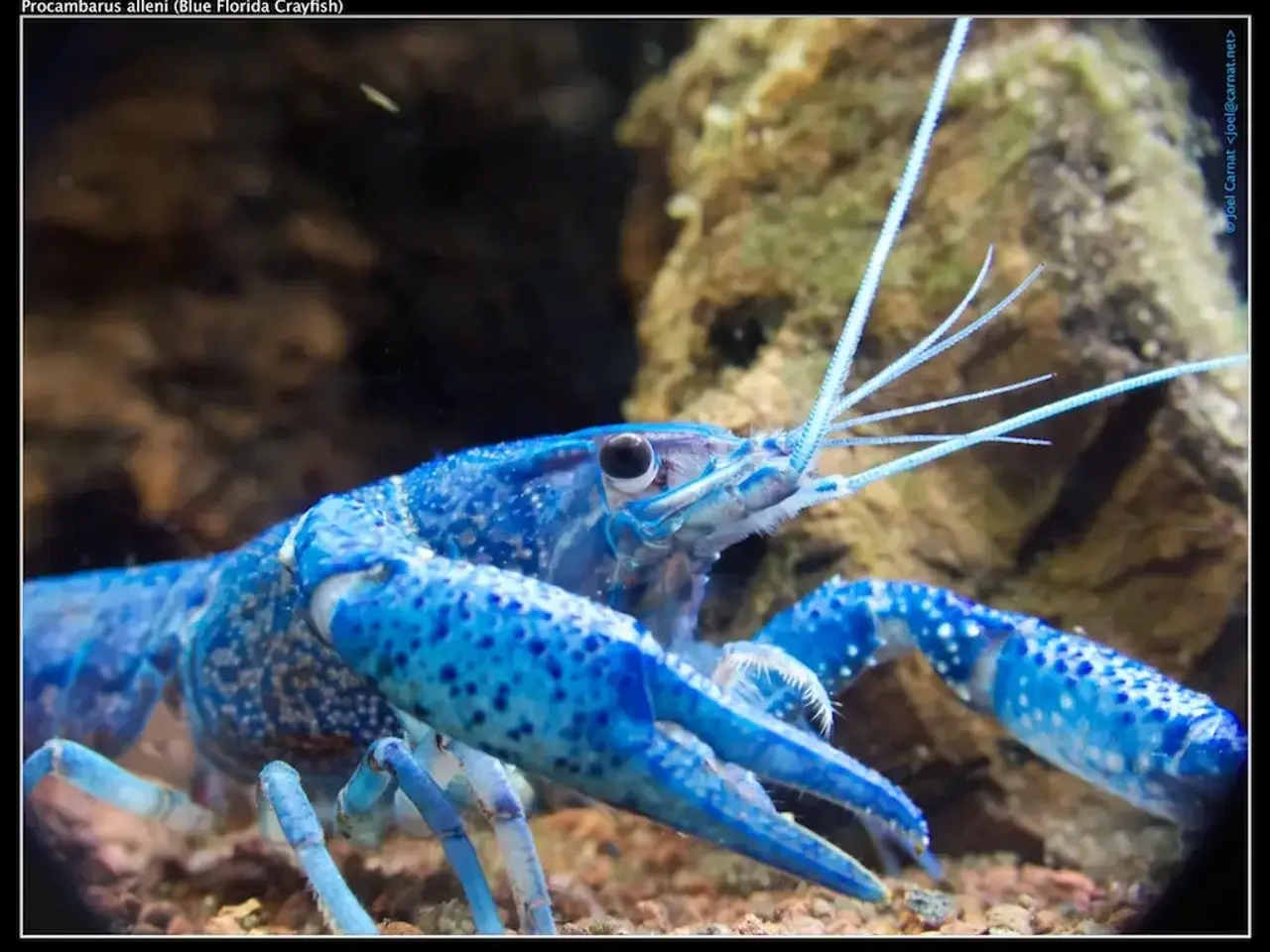 Billede 2 - đ±Wow FLOTTE BlĂ„ Florida Krebs Procambarus alleni