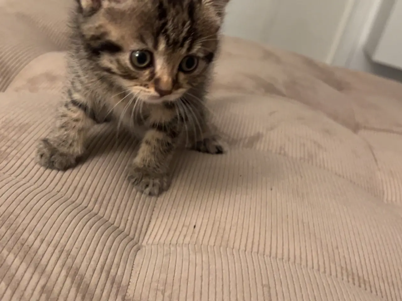 Billede 3 - 4 British shorthair søger ny familie