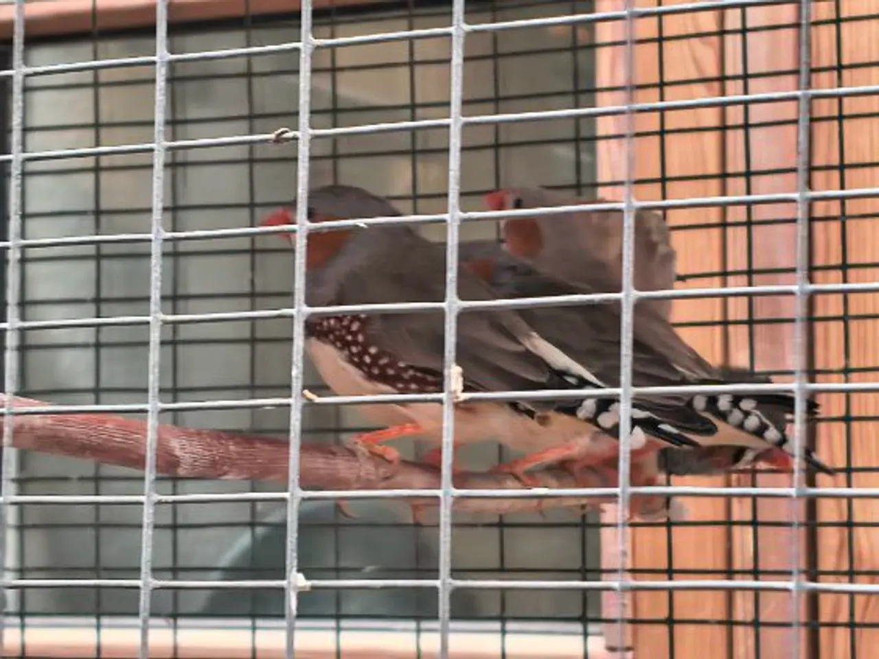 Billede 3 - Zebrafinke og bur