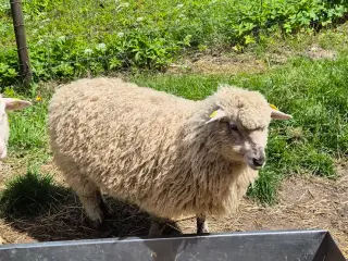 Søde lam sælges, 3 dtk