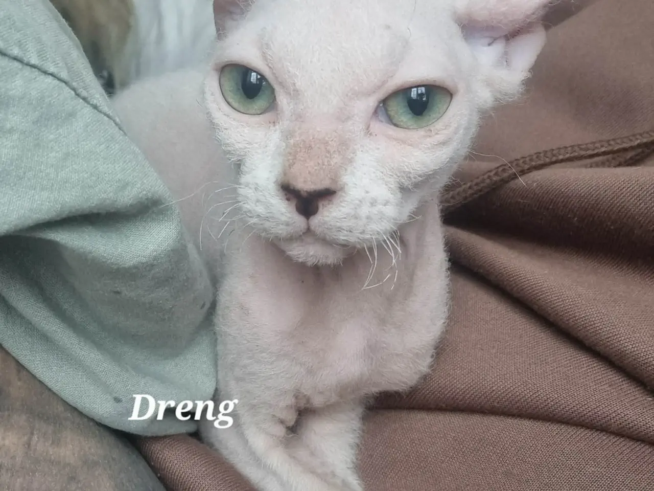 Billede 4 - Sphynx killinger