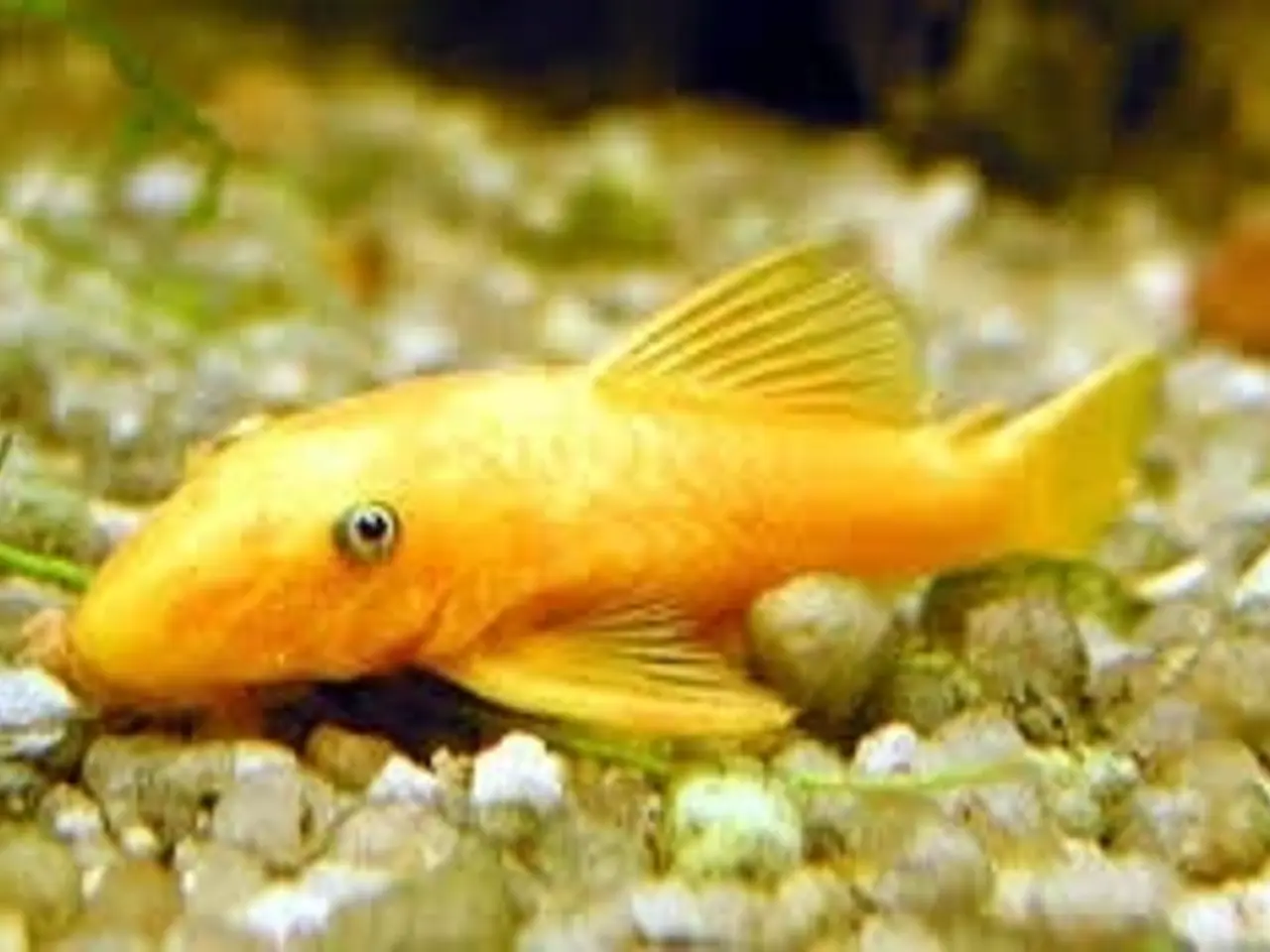 Billede 3 - Flotte akvariefisk