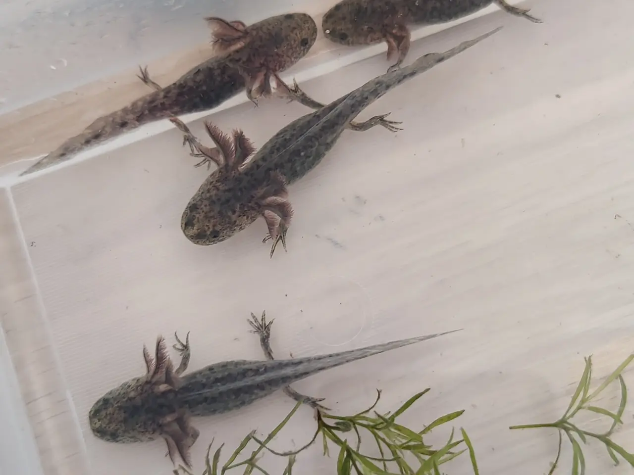 Billede 3 - Axolotl unger 
