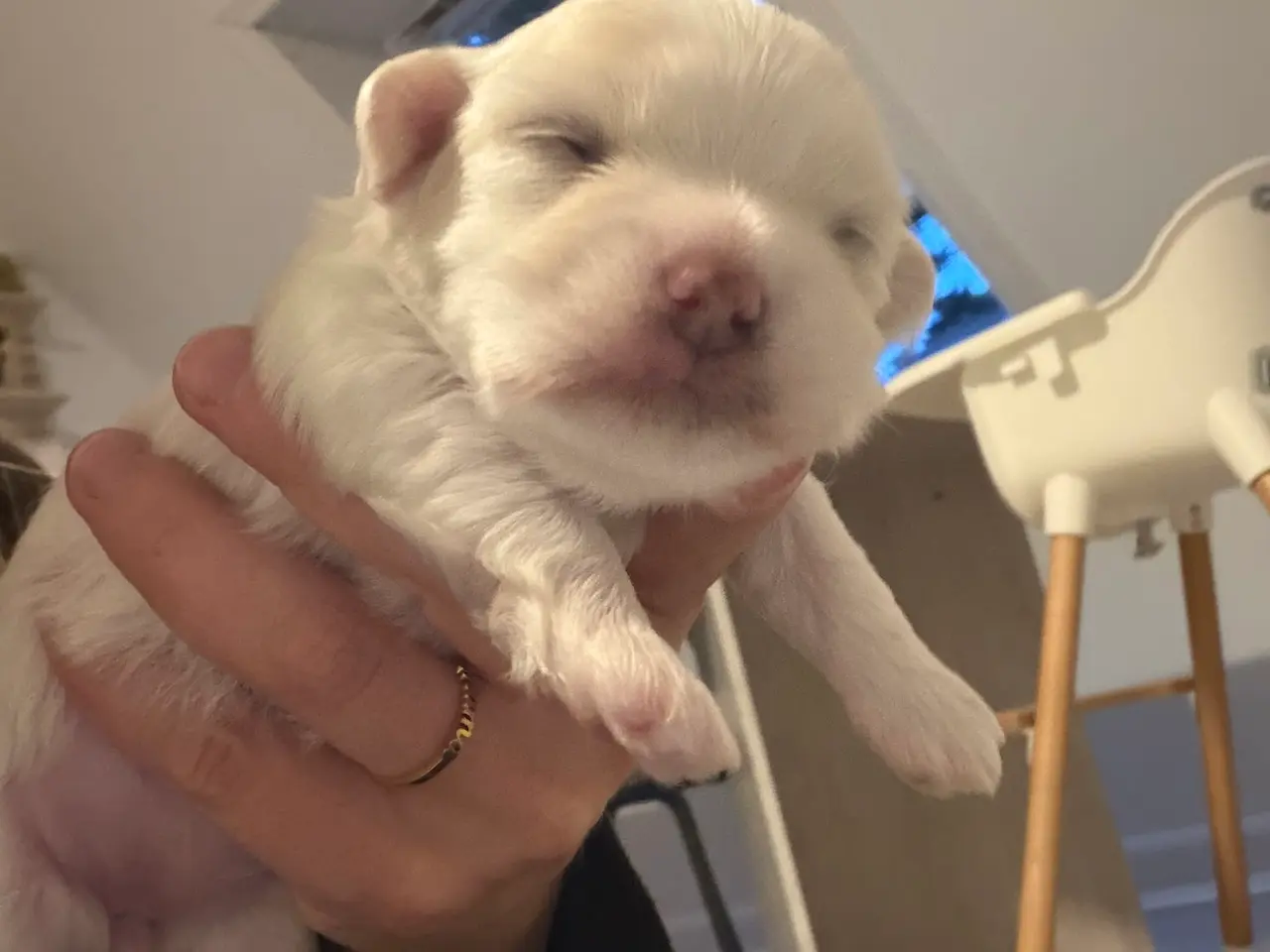 Billede 4 - Malteser hunde hvalpe