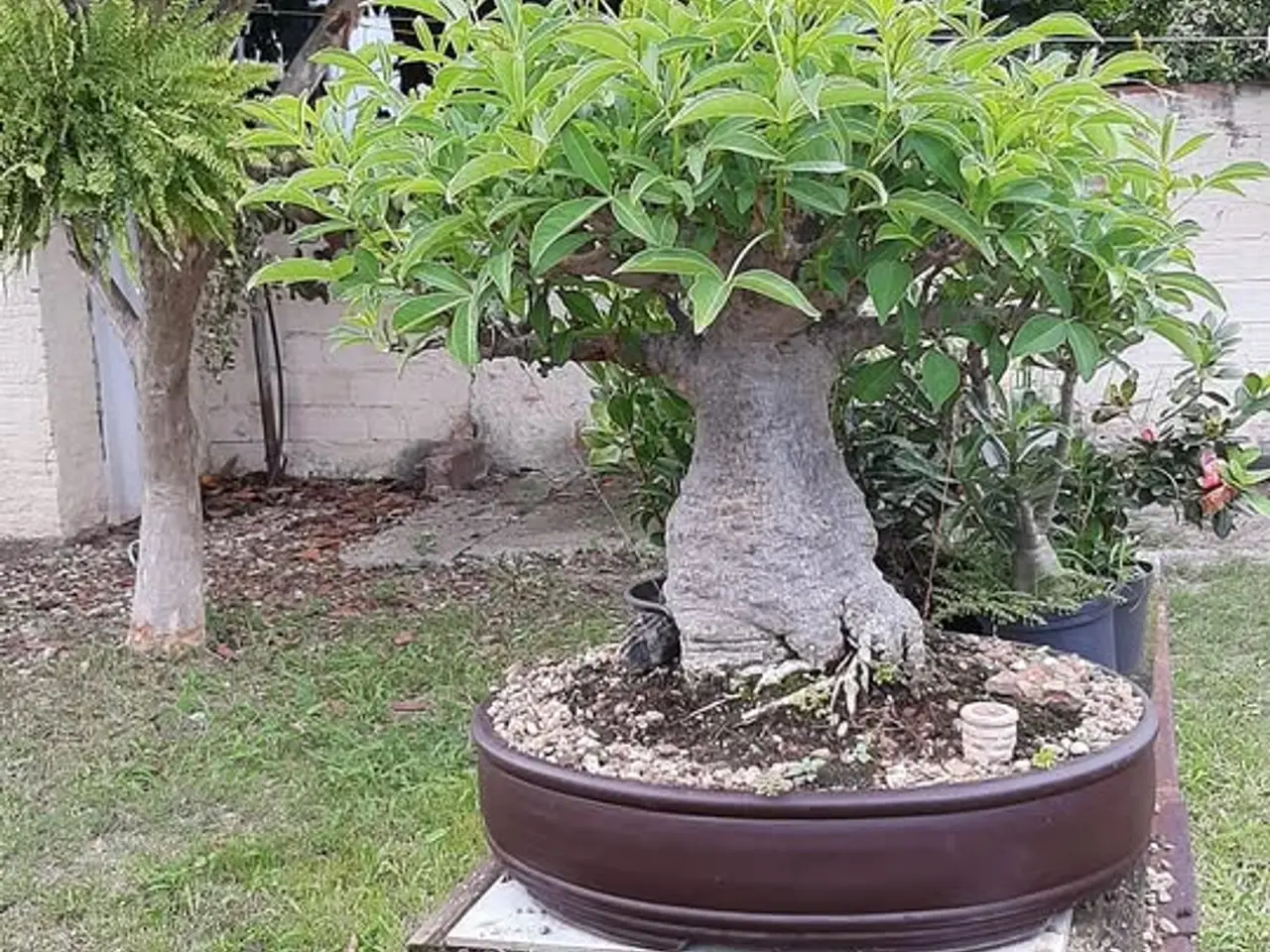 Billede 13 - 4-6 stk. Baobab-plante til salg (Bonsai)