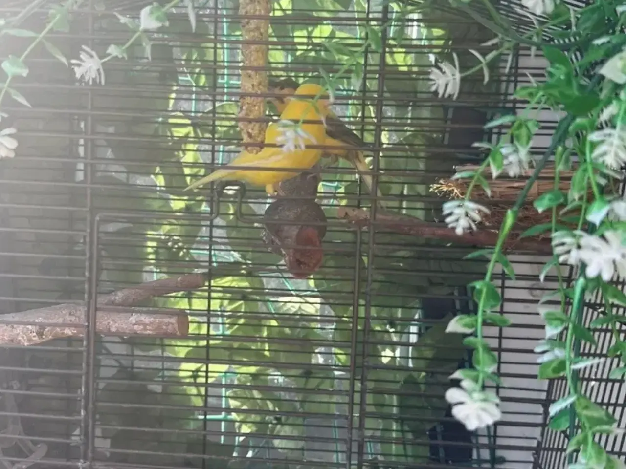 Billede 2 - Kanariefugl til salg 🐦