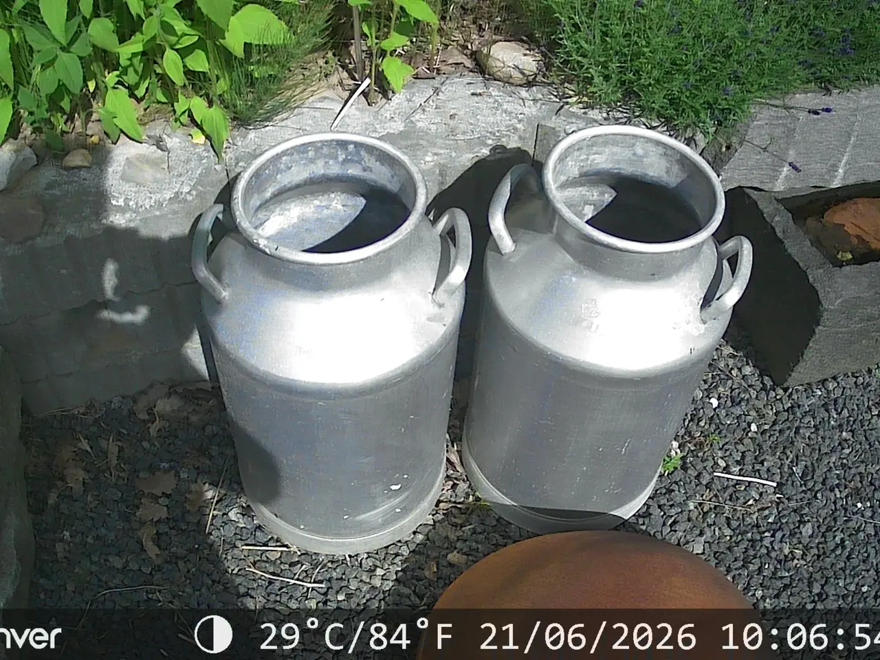 Billede 1 - Trifolet Mælkejunger 40 liter