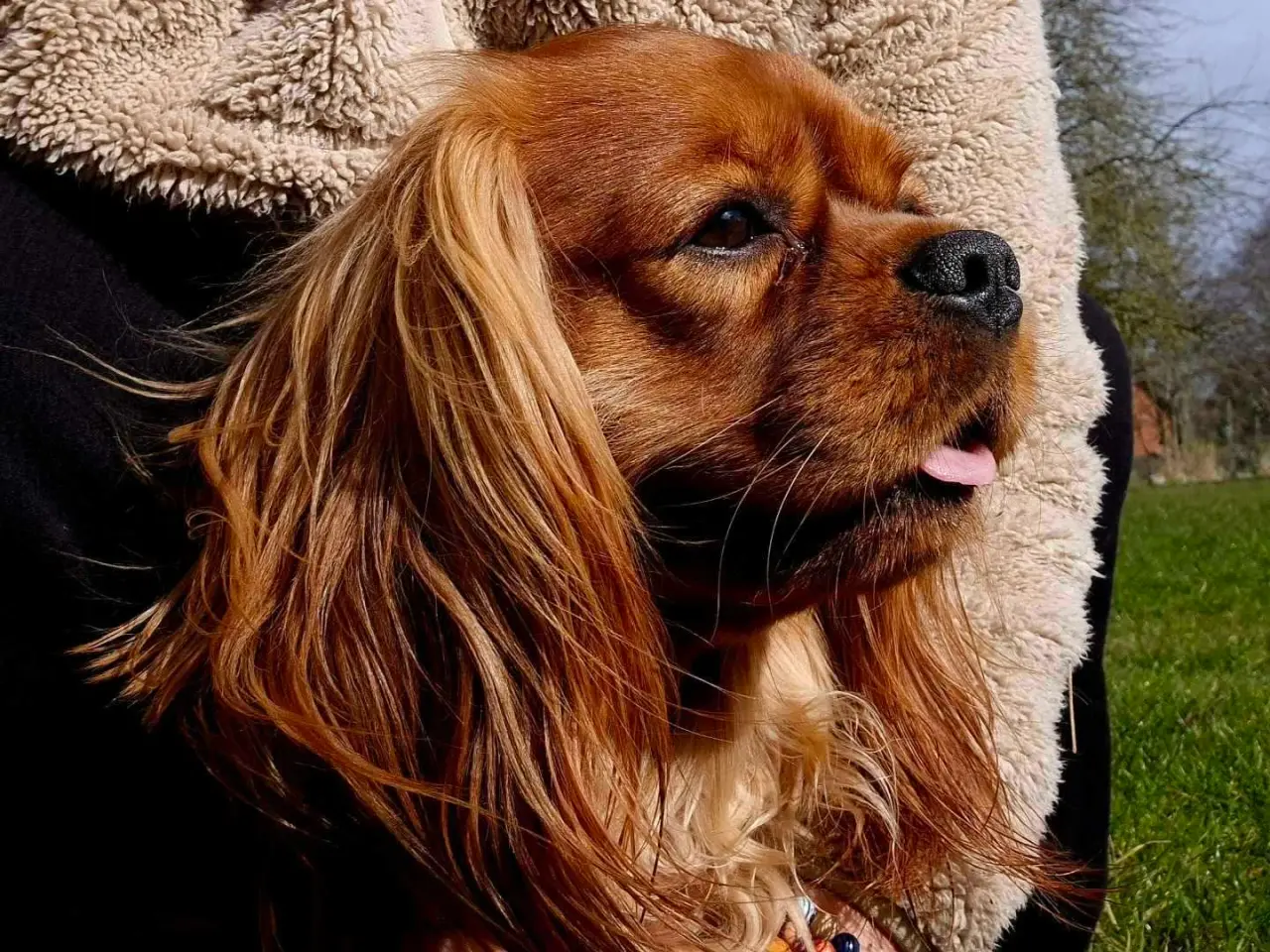 Billede 4 - Han hund til parring 