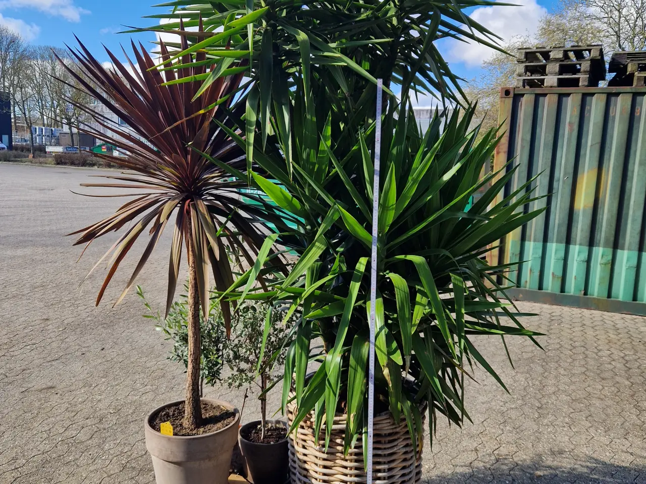 Billede 2 - Yucca palme, 3 meter høj
