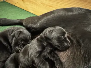 F1 labrador hvalpe! Med stamtavle