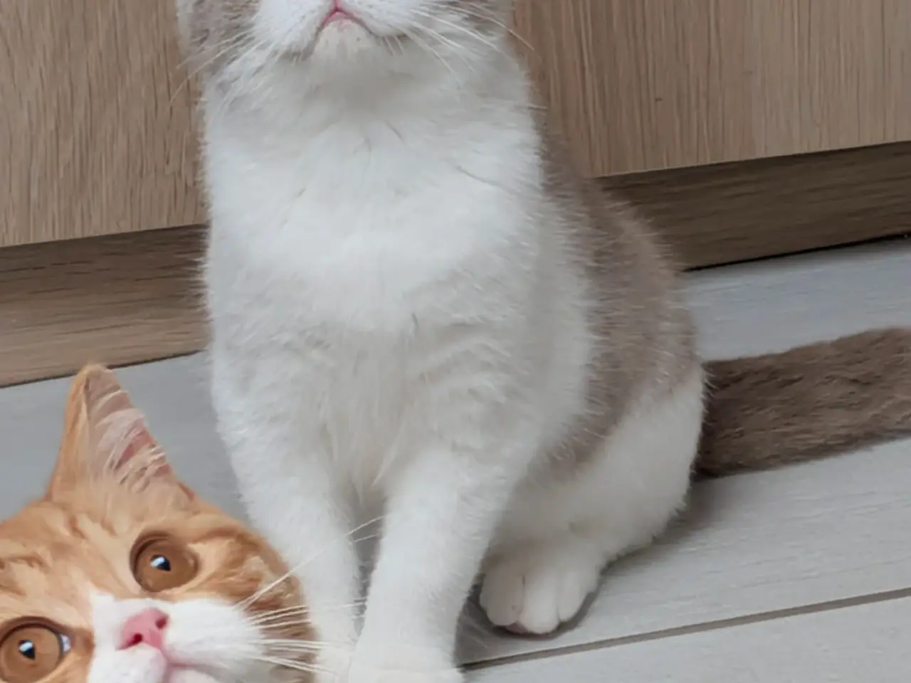 Billede 1 - British shorthair hankiling
