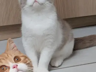 British shorthair hankiling 